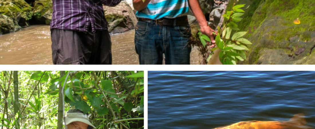 Nye Arter Oppdages i Akselererende Tempo: En Ny Studie Avslører Større Biologisk Mangfold
