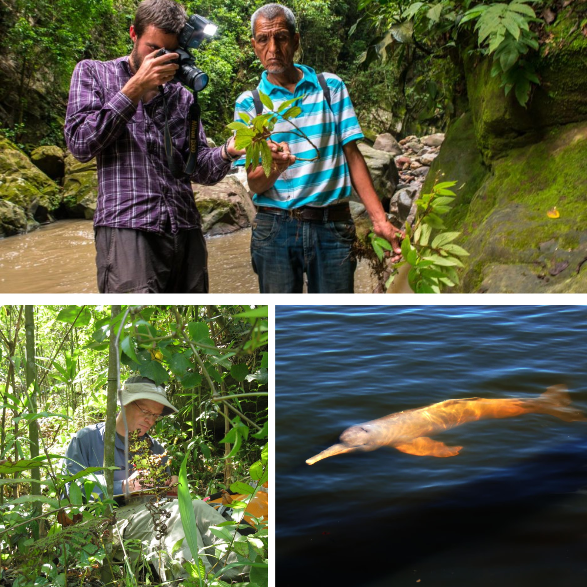 Nye Arter Oppdages i Akselererende Tempo: En Ny Studie Avslører Større Biologisk Mangfold